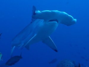 Tiburón Martillo en Malpelo