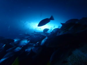 Vida marina en Malpelo