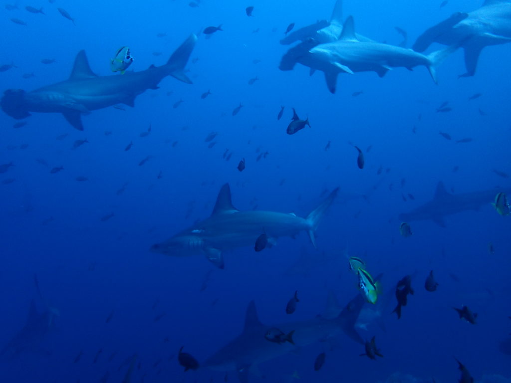 Los tiburones martillo de Malpelo viven en grandes bancos, y si no te mueves mucho, se acercan a tí sin problema.