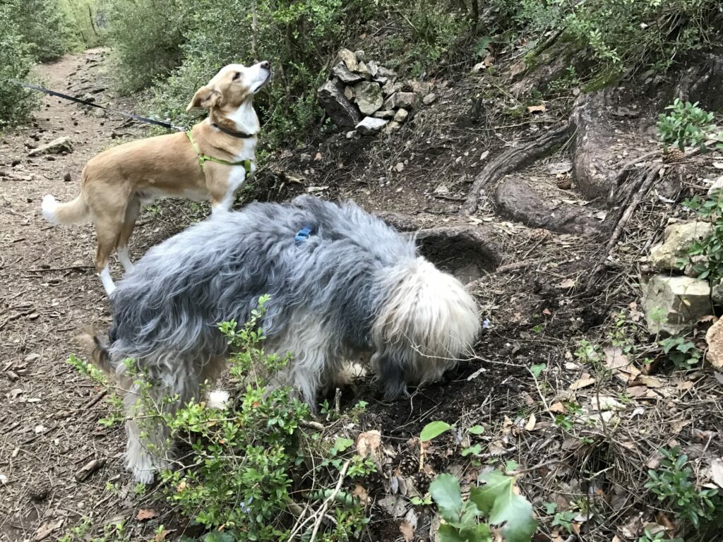 Ares (el canela) y Koke (olisqueando) en un bosque en Els Ports