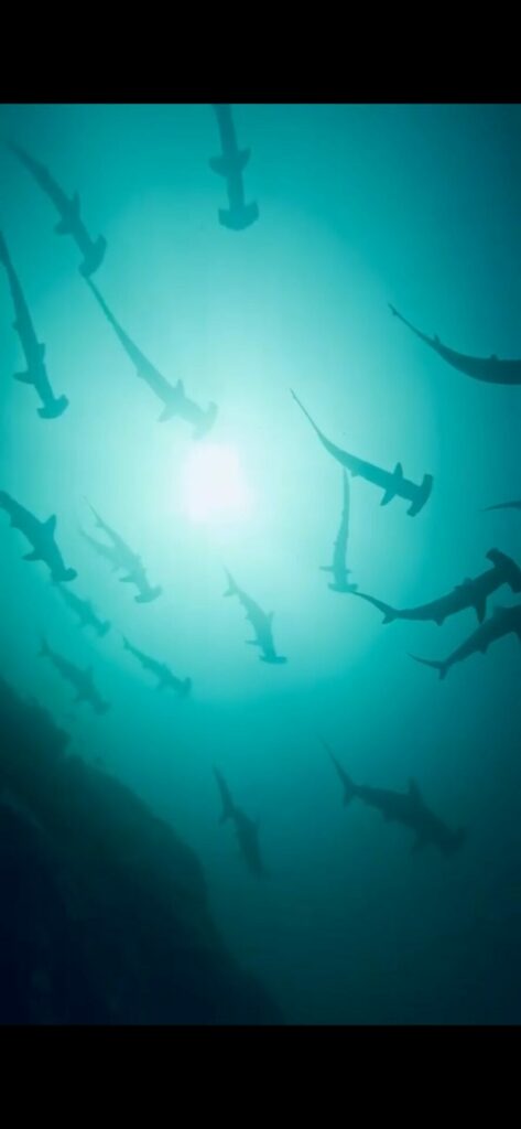 Tiburones martillo en Malpelo